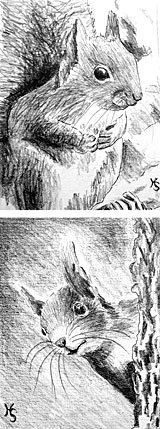 Holger Schulten - Zeichnungen "Eichhörnchen"